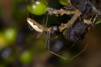 Un tetragnathe (Aranea - Tetragnathidae - Tetragnatha sp.)